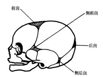 前囪門位置|囟門凹陷、突出代表什麼？了解囟門關閉時間、照顧方。